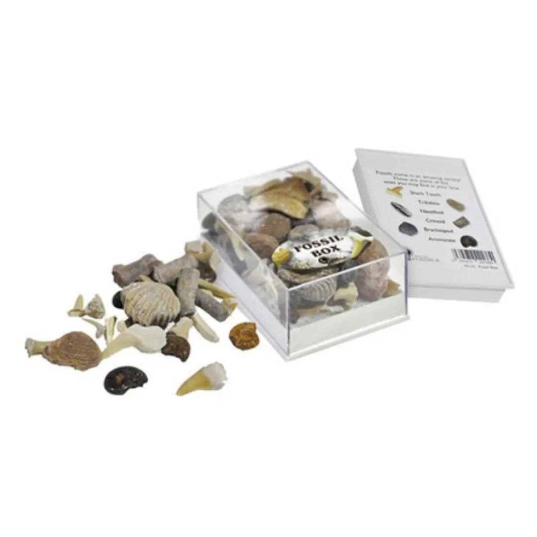 Butterfly Creek Under $100.00 | Under $30.00-Fossil Boxes-SN